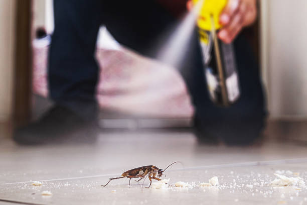 Best Mosquito Control Services  in Hendersonville, NC